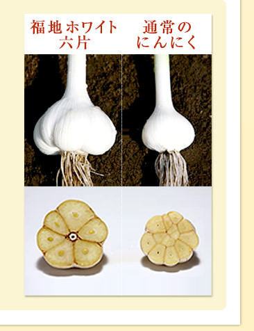 福地ホワイト六片　通常のにんにく