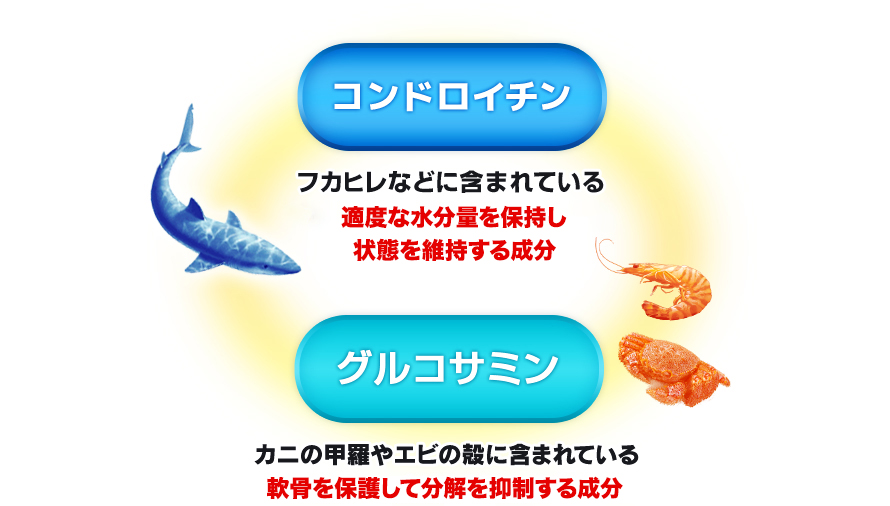 コンドロイチン フカヒレなどに含まれている 適度な水分量を保持し状態を維持する成分 グルコサミン カニの甲羅やエビの殻に含まれている 軟骨を保護して分解を抑制する成分