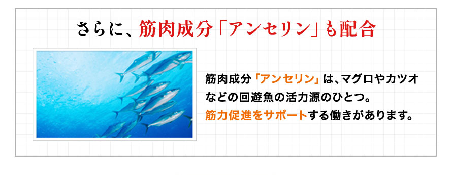 さらに、筋肉成分「アンセリン」も配合 筋肉成分「アンセリン」は、マグロやカツオなどの回遊魚の活力源のひとつ。筋力促進をサポートする働きがあります。