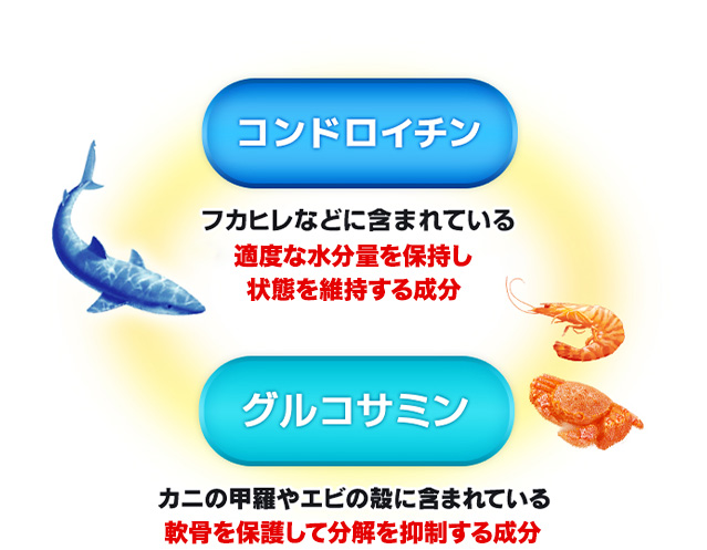 コンドロイチン　フカヒレなどに含まれている適度な水分量を保持し状態を維持する成分　グルコサミン　カニの甲羅やエビの殻に含まれている軟骨を保護して分解を抑制する成分