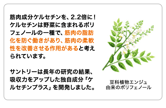 筋肉成分ケルセチンを、2.2倍に！ ケルセチンは野菜に含まれるポリフェノールの一種で、筋肉の脂肪化を防ぐ働きがあり、筋肉の柔軟性を改善させる作用があると考えられています。  サントリーは長年の研究の結果、吸収力をアップした独自成分「ケルセチンプラス」を開発しました。豆科植物エンジュ 由来のポリフェノール