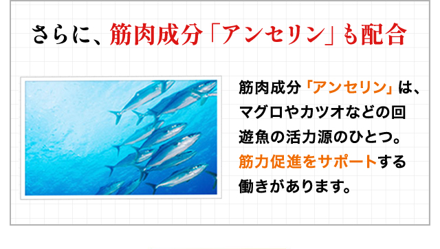 さらに、筋肉成分「アンセリン」も配合 筋肉成分「アンセリン」は、マグロやカツオなどの回遊魚の活力源のひとつ。 筋力促進をサポートする働きがあります。