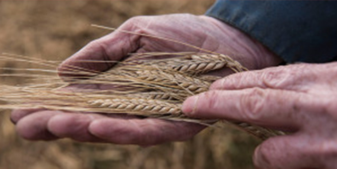Our Home-Grown Barley