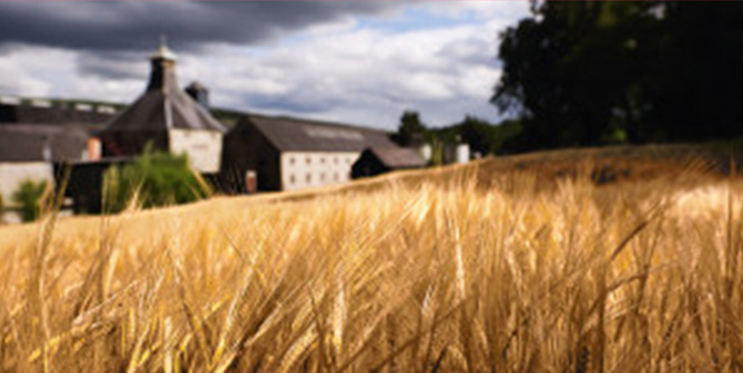 Field of Barley