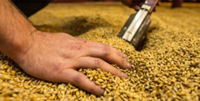 Testing the Temperature of the Malt