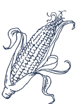 「知多」のほのかに甘くクセのない味わいは、原料に由来するもの。シングルグレーンウイスキーである「知多」は、実はトウモロコシを主原料としてつくられています。