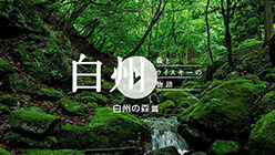 『ナショナル ジオグラフィック「森」』篇（7分50秒）
