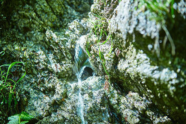 大自然に磨かれた名水白州の清々しい味わいの原点は、この水に　シングルモルトウイスキー白州 サントリー