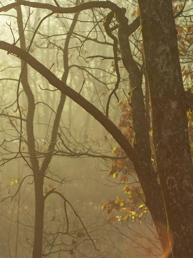ステーブの供給源フレンチオークの導入