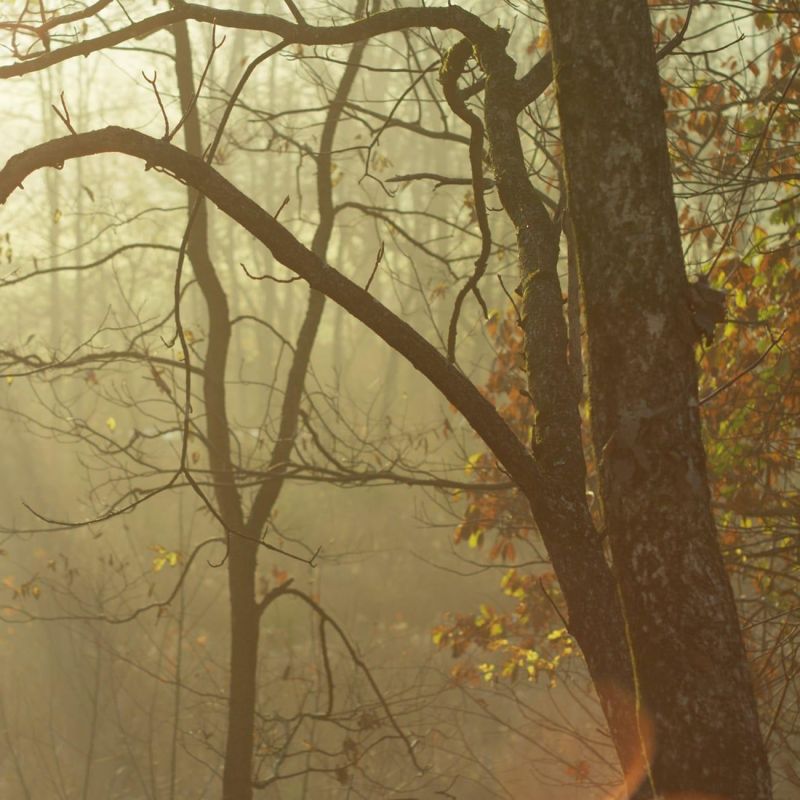 ステーブの供給源フレンチオークの導入