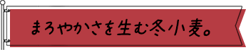 まろやかさを生む冬小麦。