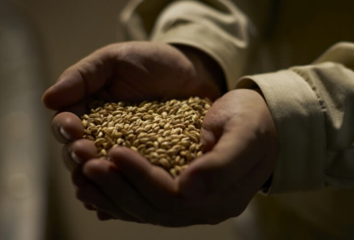 大麦麦芽を手ですくっている画像