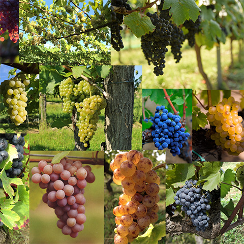 ���A���}�̑�����