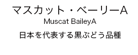 Muscat BaileyA