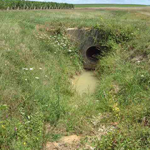 極度の乾燥により、ぶどう畑横の用水路も渇水状態。