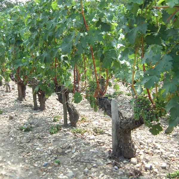 摘葉、摘果後の株の状態。作業はベレゾン期に行われる。