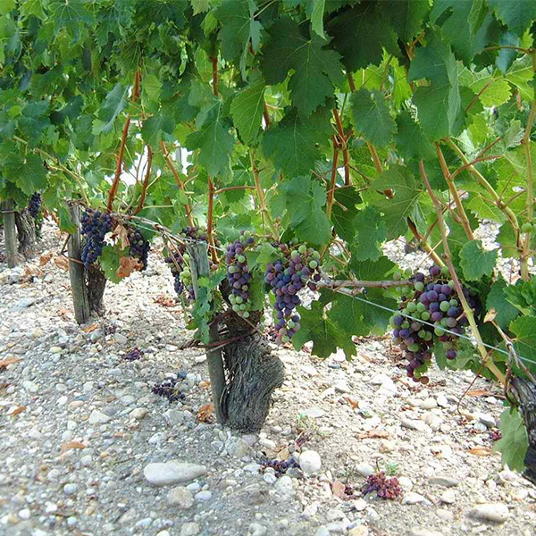 摘葉、摘果により、ベレゾンの進行自身も促進される。