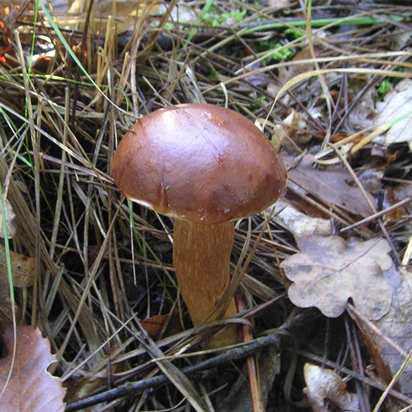 楢の林の湿った場所で発見