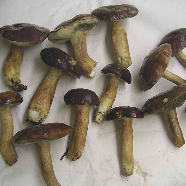 2時間で、約2kgの収穫