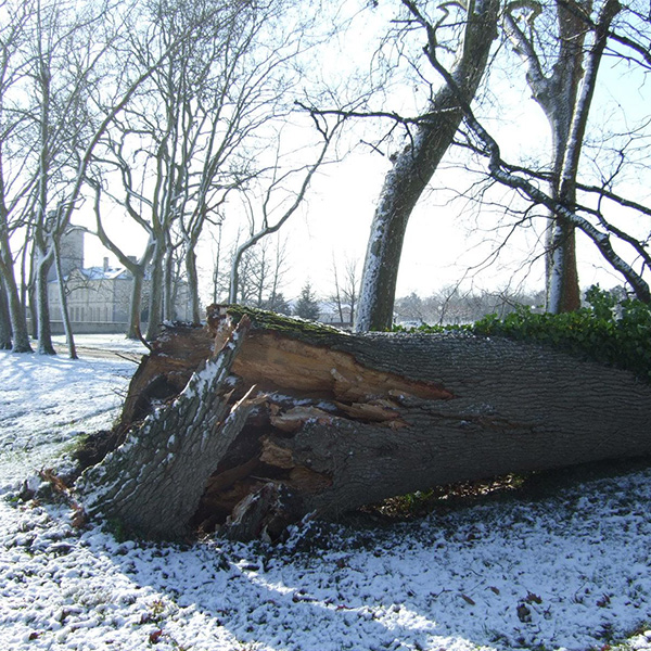 湿った雪の重みで、シャトー横にある樹齢200年超の樫の大木もあえなく倒木。
