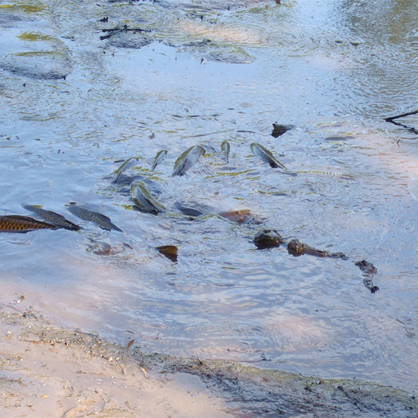 逃げ場を失った魚たち。50cm超の巨大鯉やウナギなど。