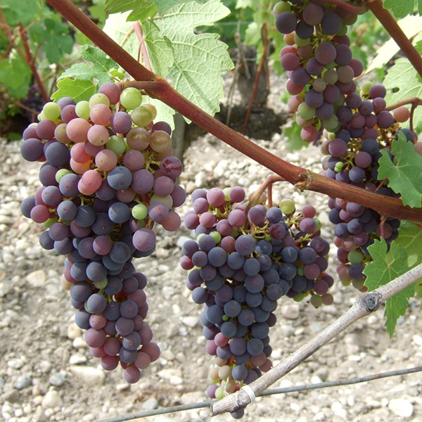 ベレーゾン期（着色開始と水まわり）に入ったカベルネ・ソーヴィニヨン