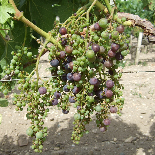 ミルランダージュの見られたメルロ