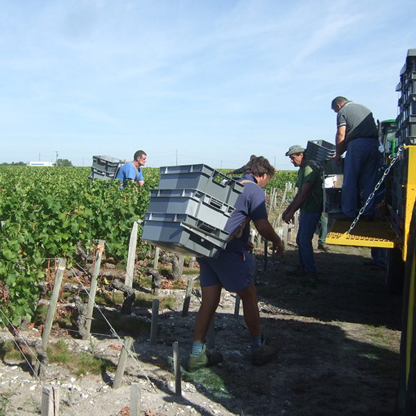 好天の中での白の収穫風景