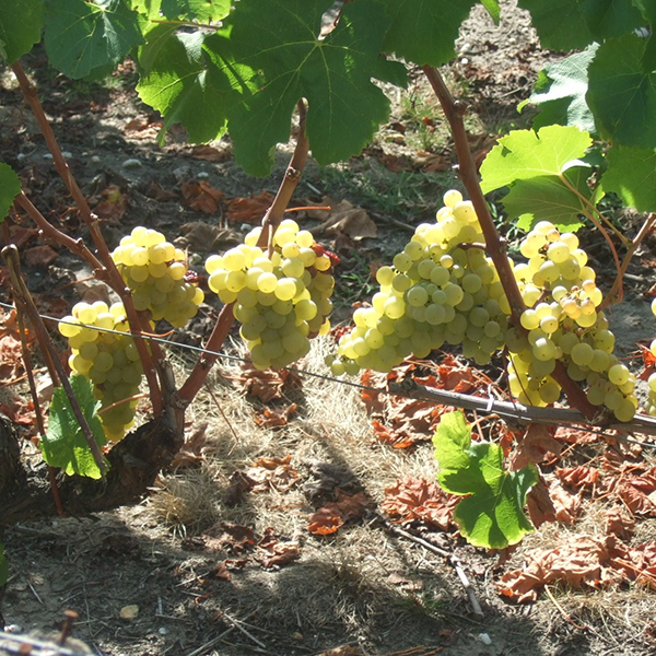 健全に熟し収穫を待つばかりのセミヨン