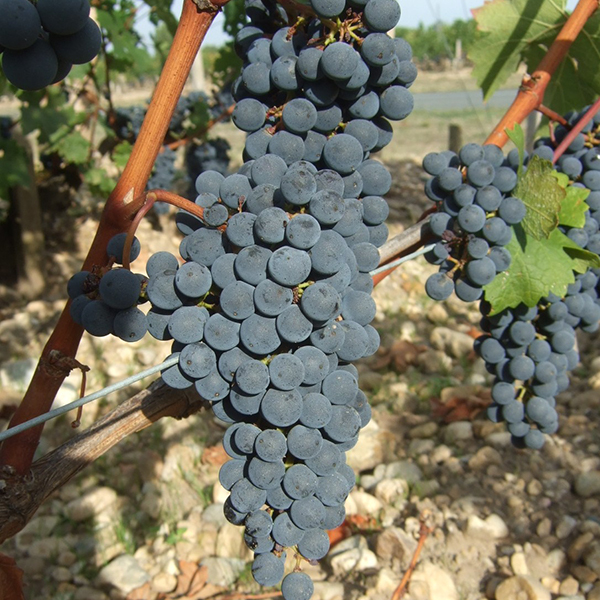 見事なまでに健全で熟した果粒が小さなカベルネ・ソーヴィニオン