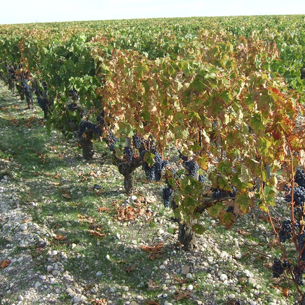 7～9月の乾燥で、水捌けの良すぎる畑では早期の落葉も見られた