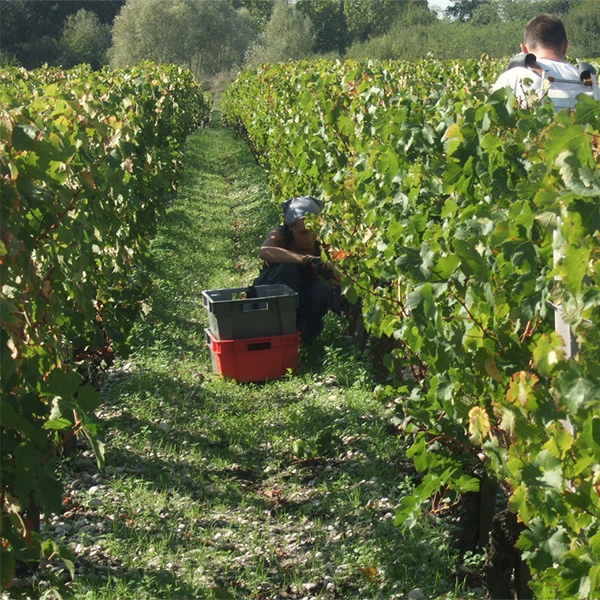 今年から始めた、「カジェット」と呼ばれる小容量コンテナでの収穫