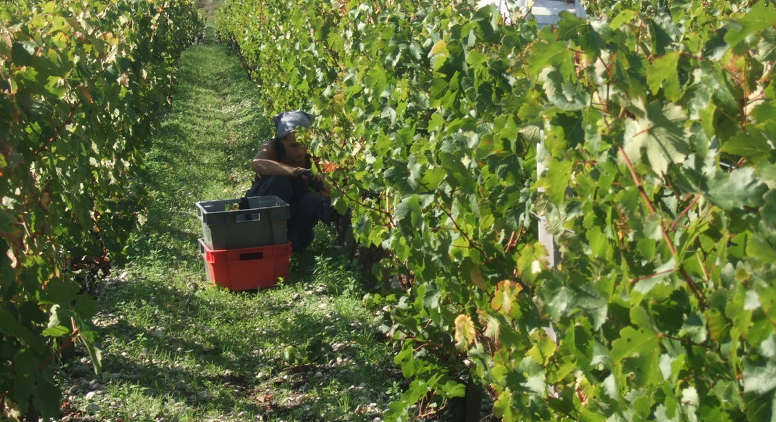 シャトーラグランジュだより