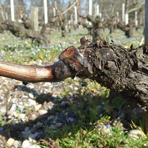 日当たりの良い畑では、水が回り始めた株も散見