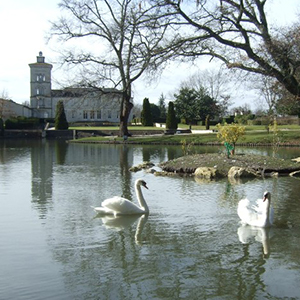 新設した『中の島』の周囲を優雅に泳ぐ白鳥