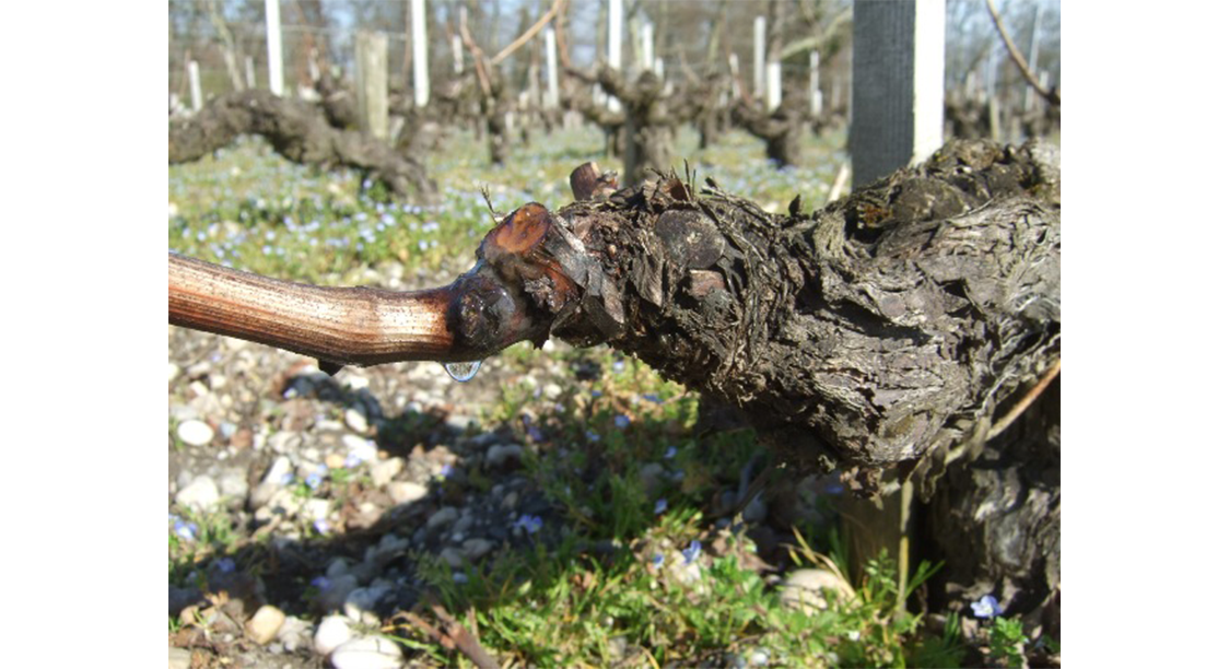 シャトーラグランジュだより