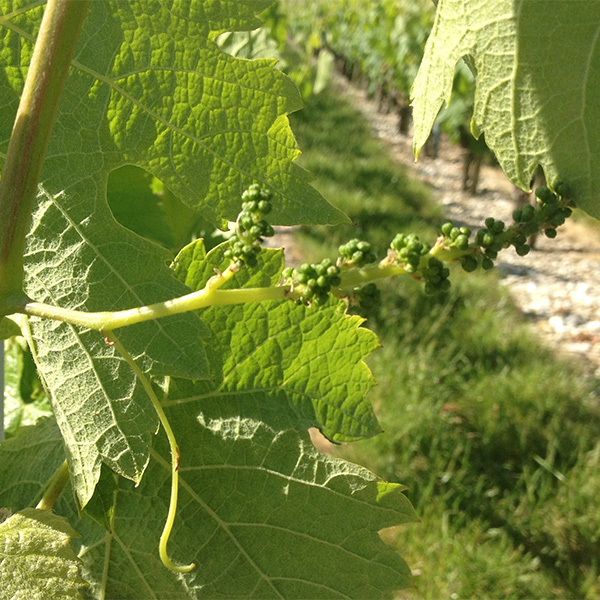 昨年初夏までの天候不順の影響で、肩の部分が巻きツルに分化した花房。
