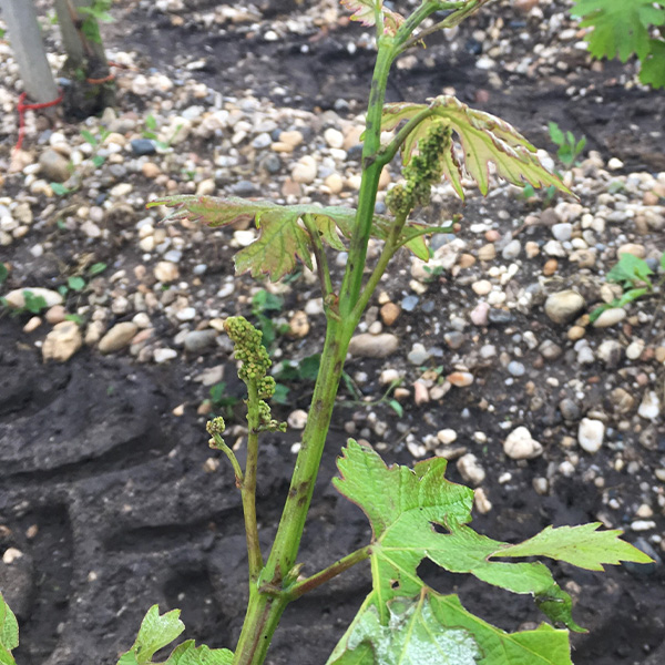 写真2：雹で傷ついた枝と葉。傷口が病原菌の入り口になりやすい。