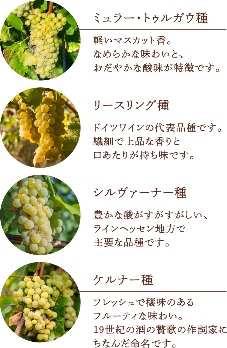 ぶどう品種の説明　「ミュラー・トゥルガウ種」軽いマスカット香。なめらかな味わいと、おだやかな酸味が特徴です。　「リースリング種」ドイツワインの代表品種です。繊細で上品な香りと口当たりが持ち味です。「シルヴァーナー種」豊かな酸がすがすがしい、ラインヘッセン地方で主要な品種です。「ケルナー種」フレッシュで穣味のある
          フルーティな味わい。 19世紀の酒の贅歌の作詞家にちなんだ命名です。