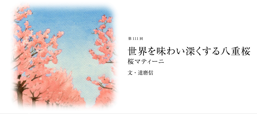 第111回 世界を味わい深くする八重桜 桜マティーニ 文・達磨信