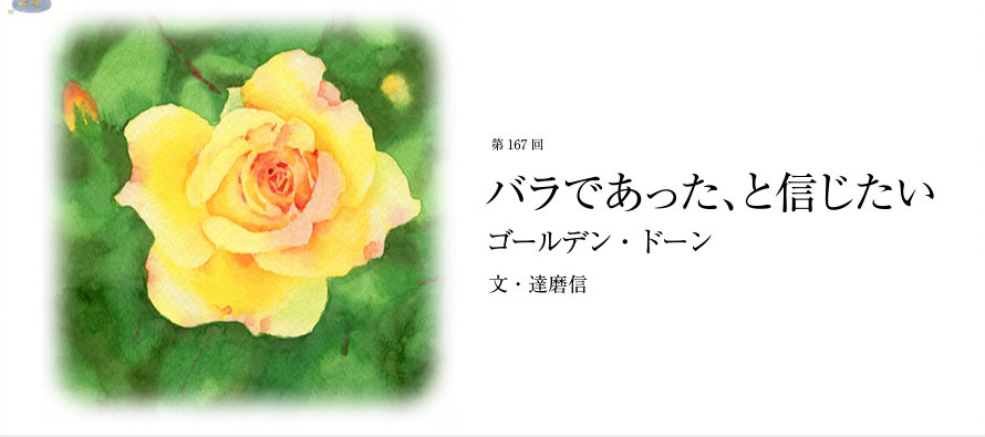 第167回 バラであった、と信じたい ゴールデン・ドーン 文・達磨信