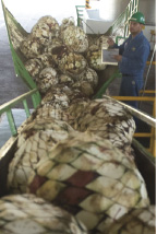 このピニャを細かく粉砕後、温水を混ぜてジュースをつくり仕込む