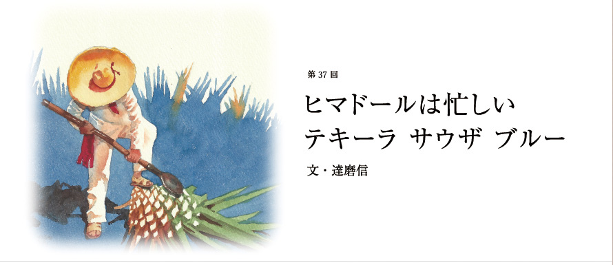 第37回 ヒマドールは忙しい テキーラ サウザ ブルー 文・達磨信