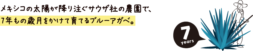 メキシコの太陽が降り注ぐサウザ社の農園で、ヒマドールと呼ばれるアガベづくりの職人たちが、7年もの歳月をかけて育てるブルーアガベ。[7years]ヒマドール