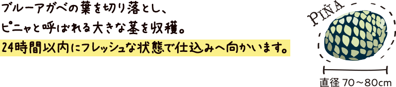 ブルーアガベの葉を切り落とし、ピニャと呼ばれる大きな茎を収穫。24時間以内にフレッシュな状態で仕込みへ向買います。[PINA]直径70-80cm
