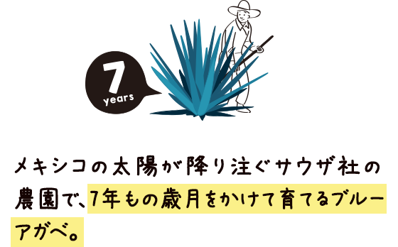 メキシコの太陽が降り注ぐサウザ社の農園で、ヒマドールと呼ばれるアガベづくりの職人たちが、7年もの歳月をかけて育てるブルーアガベ。[7years]ヒマドール