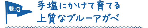 栽培：手塩にかけて育てる上質なブルーアガベ