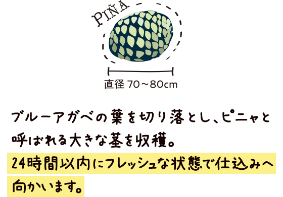 ブルーアガベの葉を切り落とし、ピニャと呼ばれる大きな茎を収穫。24時間以内にフレッシュな状態で仕込みへ向買います。[PINA]直径70-80cm