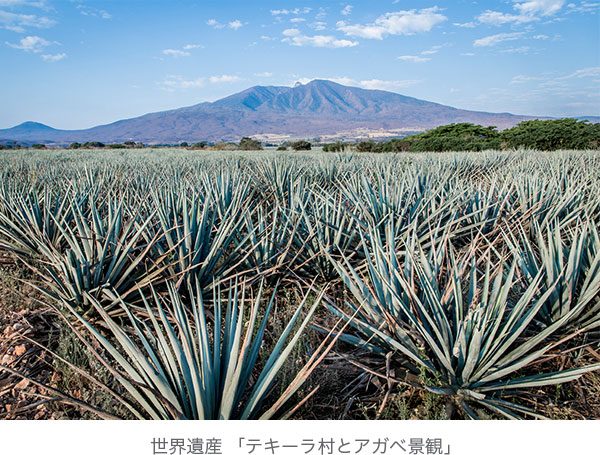 世界遺産 ｢テキーラ村とアガベ景観｣