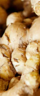 和素材イメージ画像：生姜